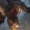 Fiddlesticks ability
