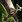 Recipe for Executioner's Calling